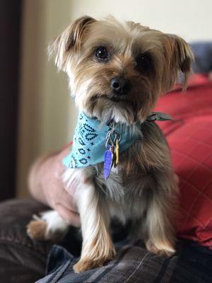 The Family Pet Boutique