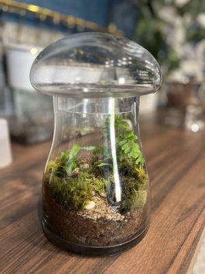 Mushroom Terrarium