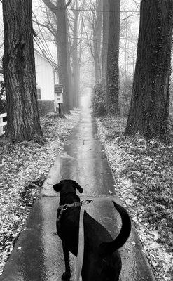 Otis in the mist.