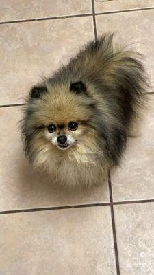 Loop Veterinary Hospital