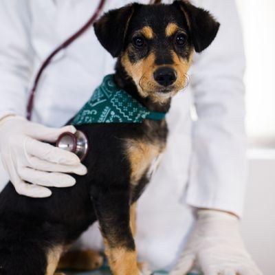 Spay Neuter Vets