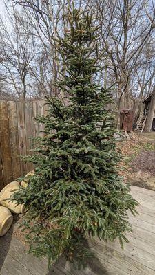 Purchased: November 26, 2022. Tree condition: March 28, 2023