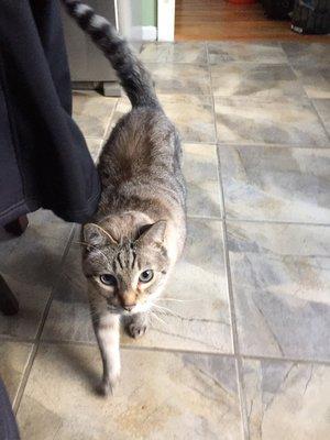 Pampered Pup Adventures