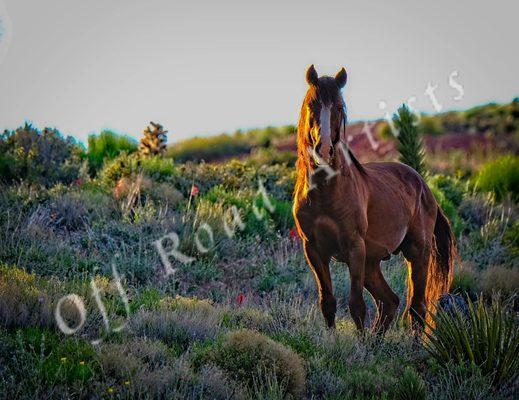 Off Road Artists Photography