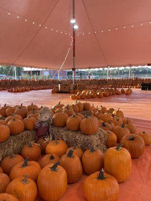 Pumpkin tent