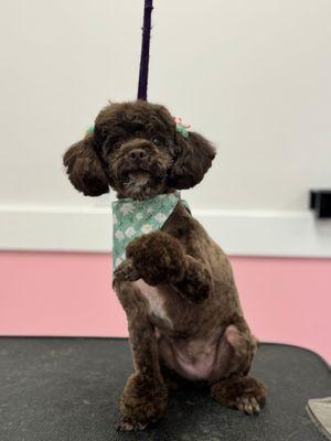 Woof Gang Bakery & Grooming Kissimmee