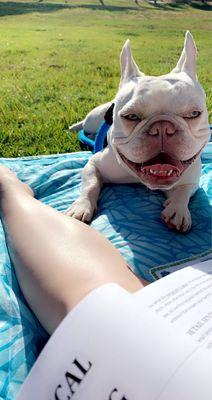 Pathways to Healing Animal Acupuncture