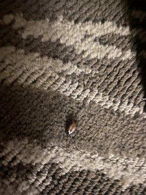 Roach we found already dead