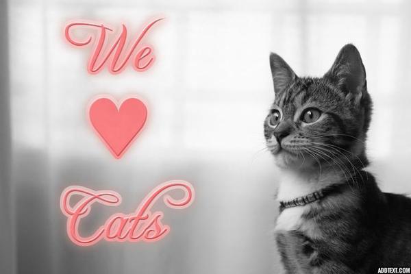 We love Cats! At Fairy Tails, we are feline friendly!
