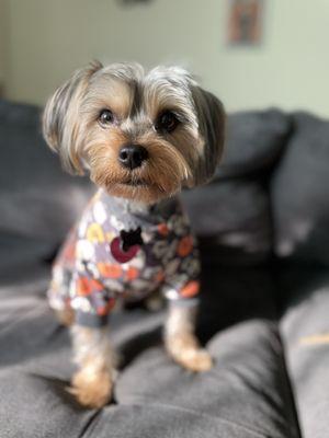 Diamond in the Ruff Pet Spa