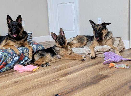 Pet Peeves trained my German Shepherds, I recommend them highly.