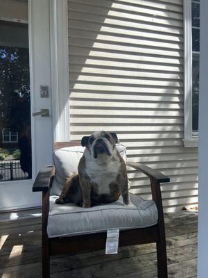 Cultural District Dog Walking