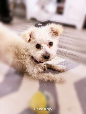 Mission Hills Pet Care Center