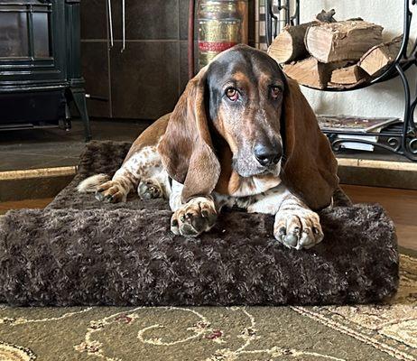 Bartholomew is relaxing at home after an excellent spa day at Diamond in the Ruff.