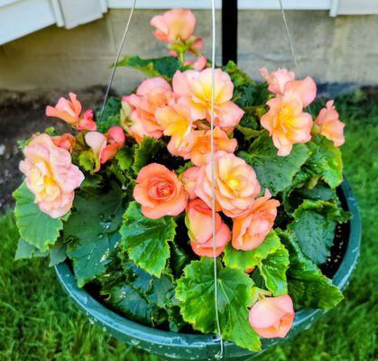 Gilmore's Greenhouse Florist