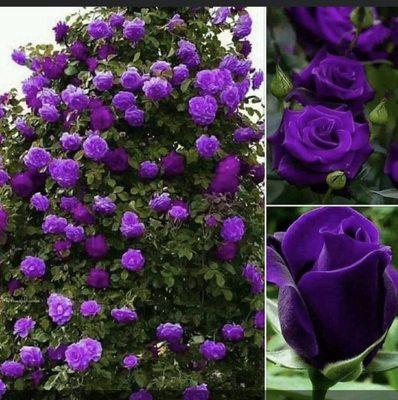 Whitten's Nursery & Garden Center