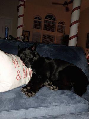 Resting after Doggy Daycare