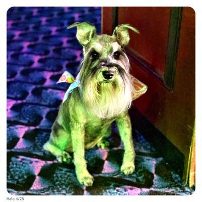 Instagram.com/meet.halo