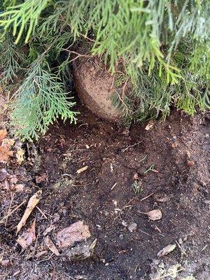 Justin's Landscaping and Nursery