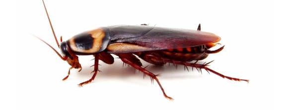 Cockroach
