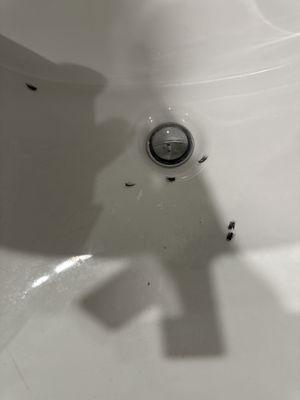 Classy Nails Spa and Sen Brows