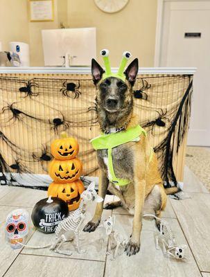 Two Way Dog Walking and Pet Services