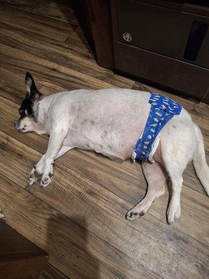Refinery Road Veterinary Clinic Inc