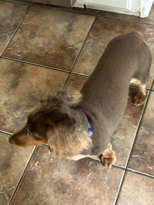 Dachshund