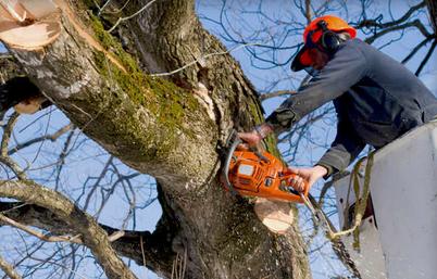 Active Tree Experts
