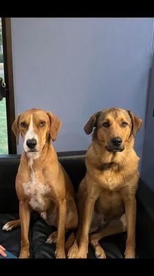 Deputy with a new friend at Flying Fur when he was there for a recent boarding