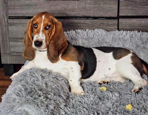 Georgia Paws And Claws