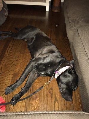 Kevin the Dog Trainer