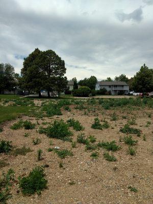 Service Plus Community Management