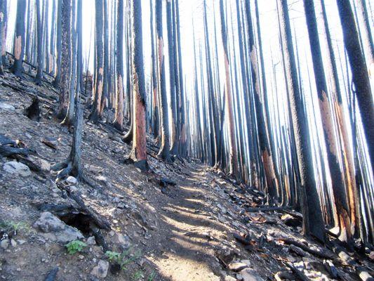 Pacific Crest National Scenic Trail