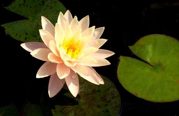 Holland's Water Garden's