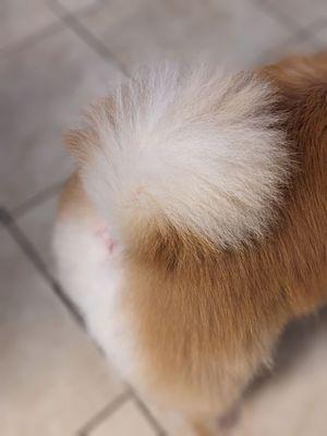 Tail close up
