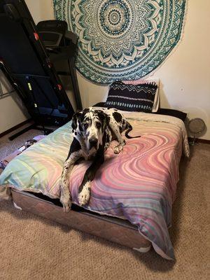 Integrity Shines Cleaning Service