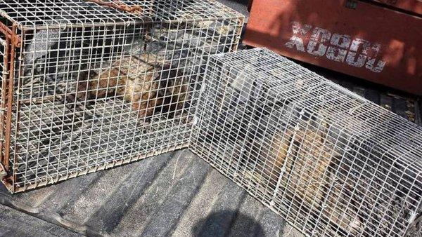 Pest Animal Removal Boulder