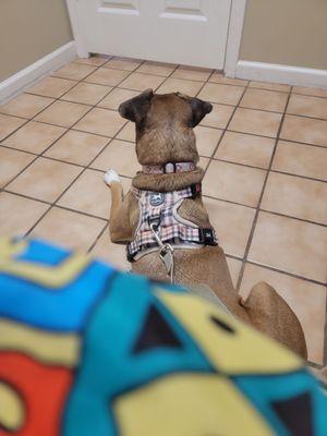 Sweetapple Animal Hospital