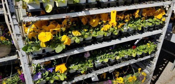 Paramount Outdoor Maintenance