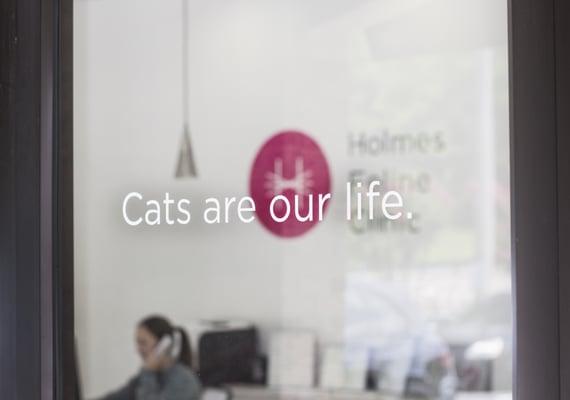 Holmes Feline Clinic