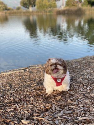 Aussie Pet Mobile of East Bay