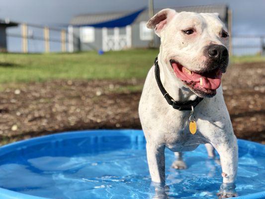 The handsome gentle giant Boss having a pool time blast!