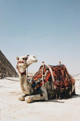 Tripidays Egypt Tours