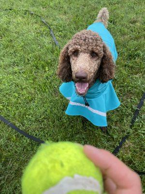 Charlottesville Pet Concierge