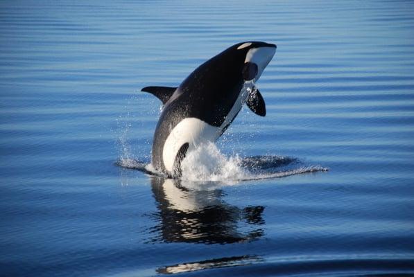 Custom Alaska Cruises