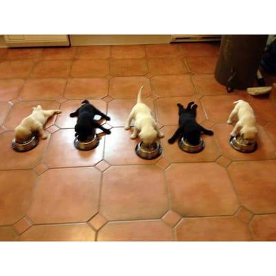 Paws At Peace Pro Pet Sitting