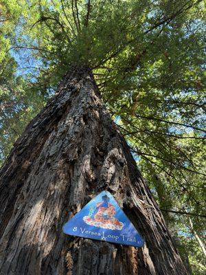 Land of Medicine Buddha