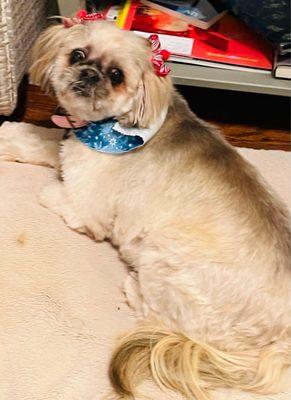 One sassy senior shih tzu after her spa day at Paws N Claws!