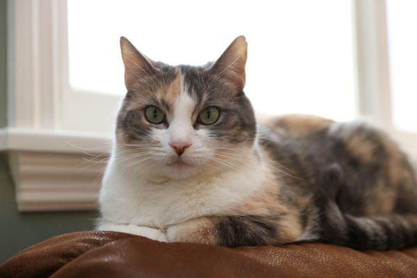 Angel Animal Hospital & Boarding